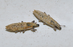 Lixus brevirostris