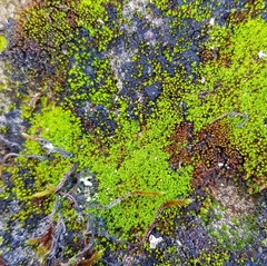 Pseudocrossidium revolutum