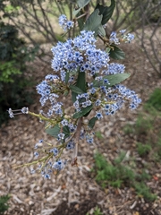 Ceanothus arboreus