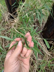 Urochloa mutica