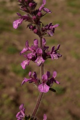 Stachys grandidentata