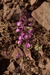 Stachys grandidentata