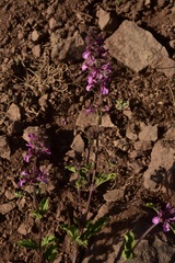 Stachys grandidentata