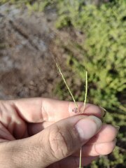 Bothriochloa pertusa