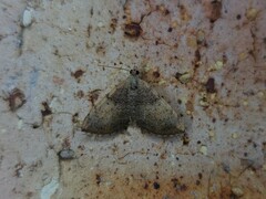 Chrysolarentia mecynata