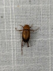 Phyllotocus macleayi