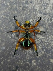 Anoplognathus viriditarsis