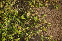 Indigofera spicata