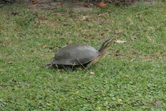 Cuora amboinensis kamaroma