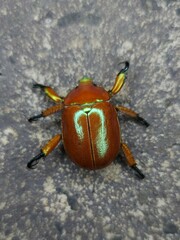 Anoplognathus viriditarsis