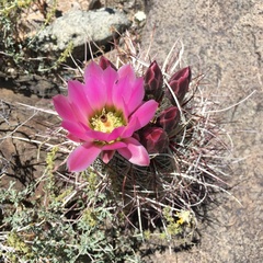 Sclerocactus polyancistrus