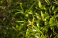 Cyperus polystachyos