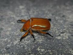 Anoplognathus viriditarsis