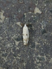 Plectophila discalis