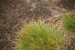 Eleocharis geniculata