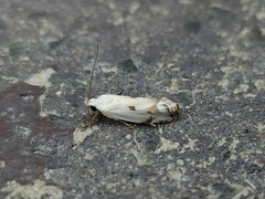 Plectophila discalis