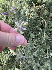 Blumenbachia insignis