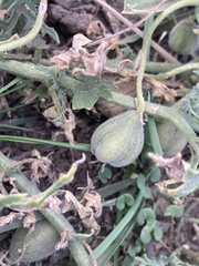 Blumenbachia insignis