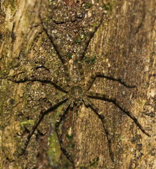 Heteropoda boiei