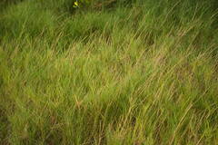 Sporobolus virginicus