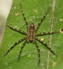 Heteropoda boiei