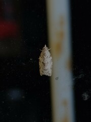 Isotenes miserana