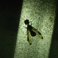 Pseudoclimaciella