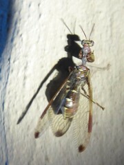 Pseudoclimaciella
