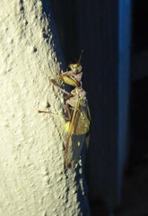 Pseudoclimaciella