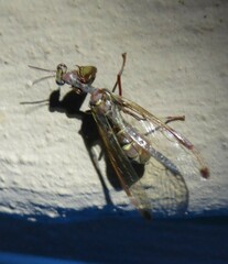 Pseudoclimaciella