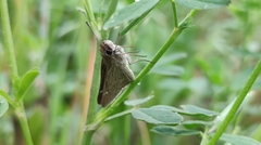 Lerodea eufala concepcionis
