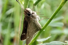 Lerodea eufala concepcionis