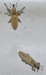 Lixus brevirostris