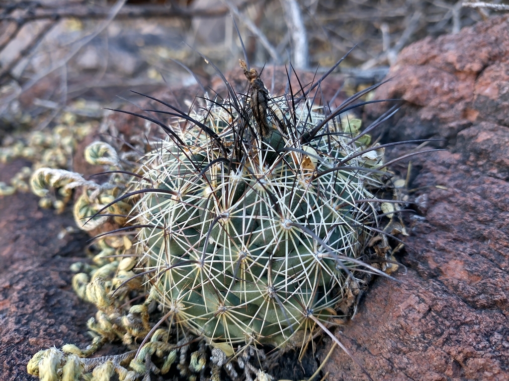 Coryphantha delaetiana, 33123 Chih., México