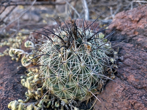 Coryphantha delaetiana