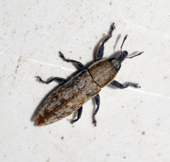 Lixus brevirostris