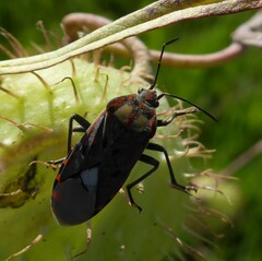 Spilostethus pandurus elegans