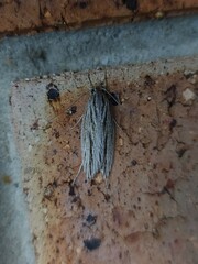 Leistarcha scitissimella