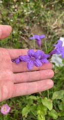 Ruellia nudiflora nudiflora