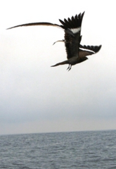 Caprimulgus vexillarius