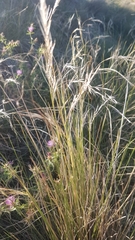 Aristida subulata