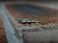 Leistarcha scitissimella