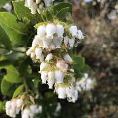 Arctostaphylos montaraensis