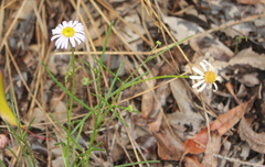 Brachyscome ciliaris
