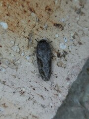 Agriophara confertella