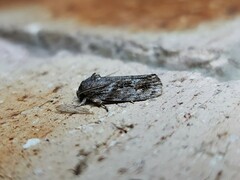 Agriophara confertella