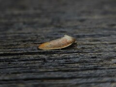 Ptyoptila matutinella