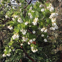 Arctostaphylos montaraensis