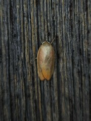 Ptyoptila matutinella