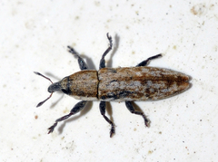 Lixus brevirostris